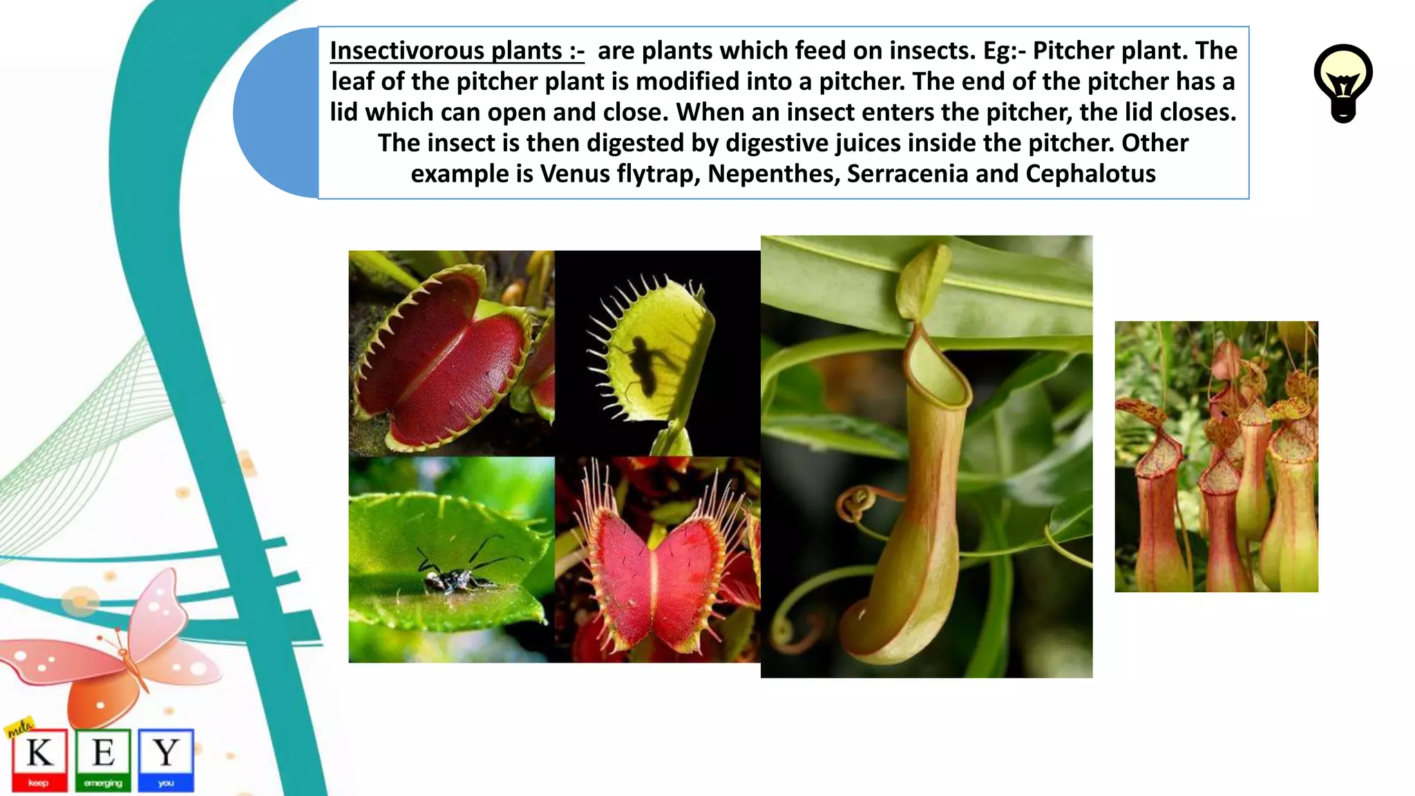 Insectivorous plants :- are plants which feed on insects. Eg:- Pitcher plant. The
leaf of the pitcher plant is modified into a pitcher. The end of the pitcher has a
lid which can open and close. When an insect enters the pitcher, the lid closes.
The insect is then digested by digestive juices inside the pitcher. Other
example is Venus flytrap, Nepenthes, Serracenia and Cephalotus
 