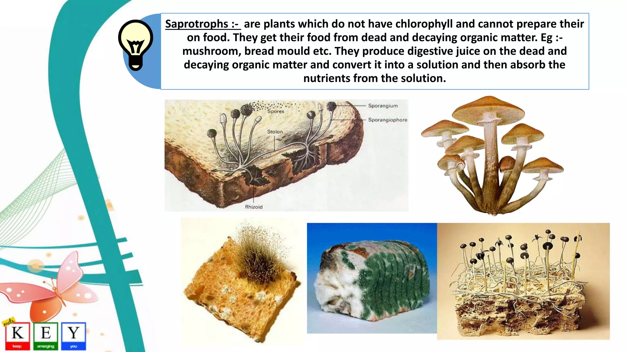 Saprotrophs :- are plants which do not have chlorophyll and cannot prepare their
on food. They get their food from dead and decaying organic matter. Eg :-
mushroom, bread mould etc. They produce digestive juice on the dead and
decaying organic matter and convert it into a solution and then absorb the
nutrients from the solution.
 
