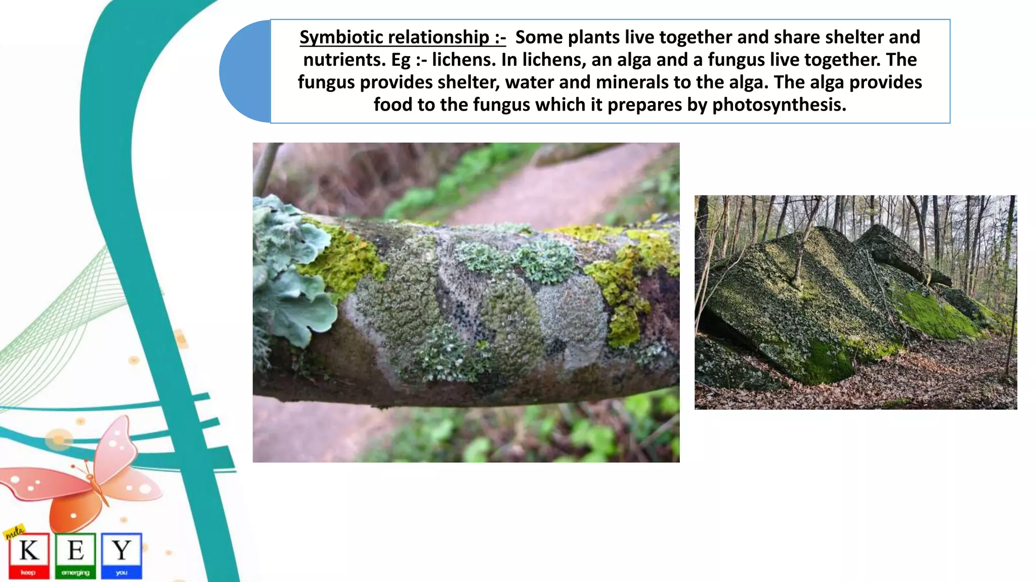 Symbiotic relationship :- Some plants live together and share shelter and
nutrients. Eg :- lichens. In lichens, an alga and a fungus live together. The
fungus provides shelter, water and minerals to the alga. The alga provides
food to the fungus which it prepares by photosynthesis.
 