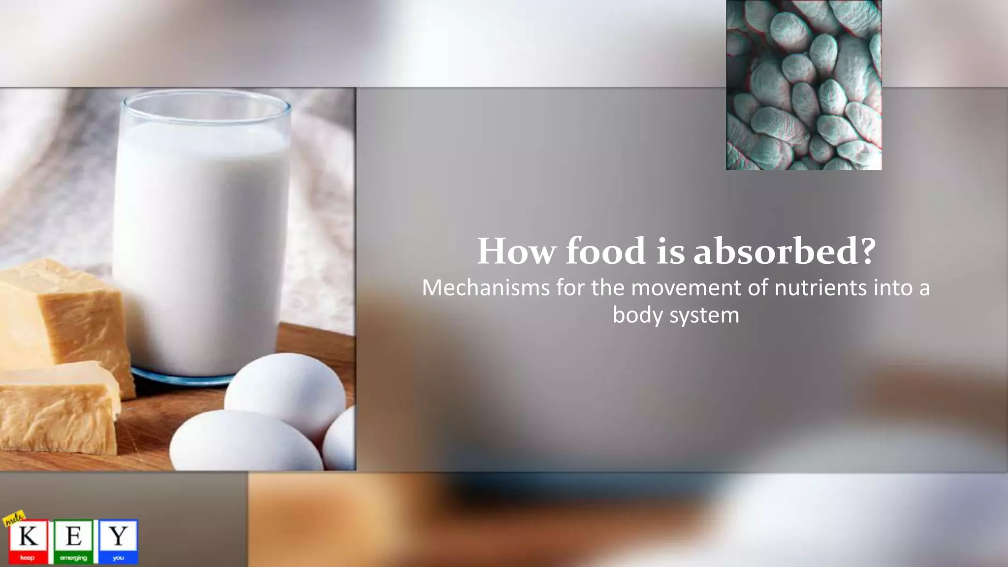 How food is absorbed?
Mechanisms for the movement of nutrients into a
body system
 