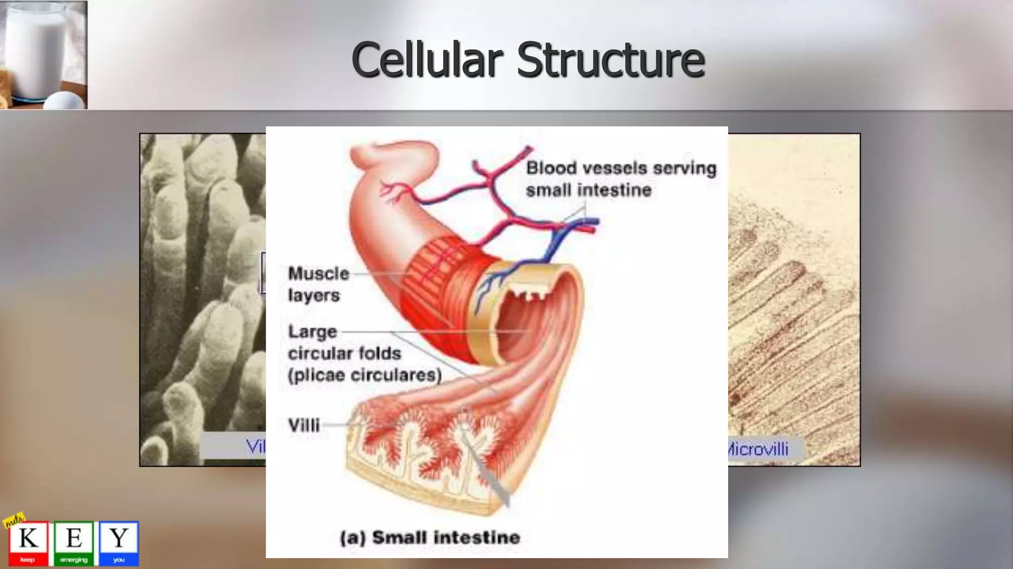 Cellular Structure
 