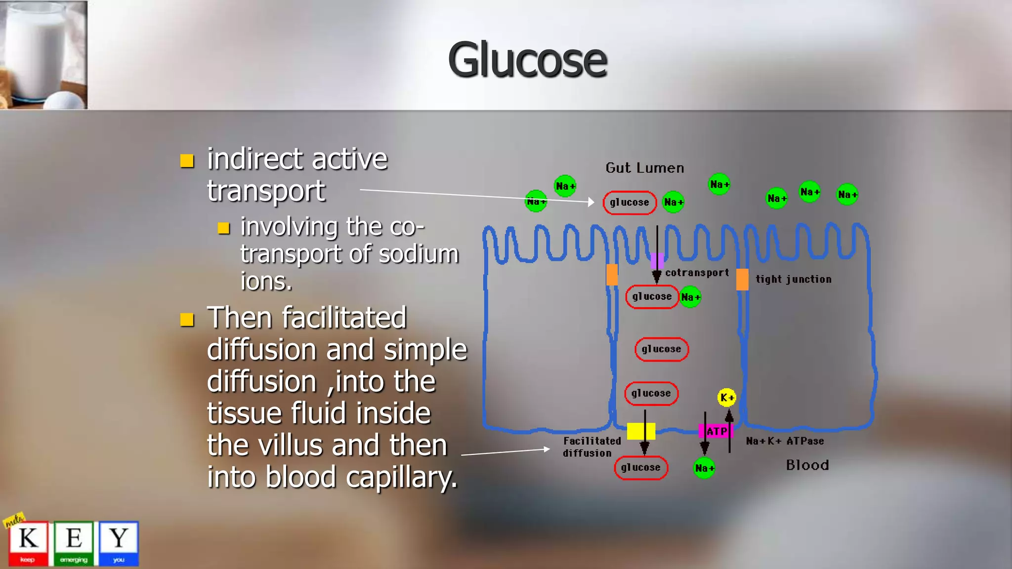 Glucose
 indirect active
transport
 involving the co-
transport of sodium
ions.
 Then facilitated
diffusion and simple
diffusion ,into the
tissue fluid inside
the villus and then
into blood capillary.
 