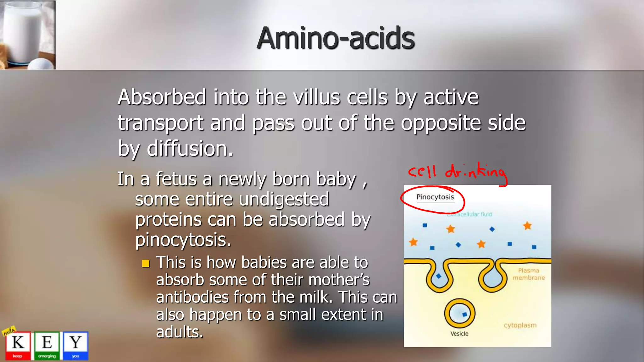 Amino-acids
In a fetus a newly born baby ,
some entire undigested
proteins can be absorbed by
pinocytosis.
 This is how babies are able to
absorb some of their mother’s
antibodies from the milk. This can
also happen to a small extent in
adults.
Absorbed into the villus cells by active
transport and pass out of the opposite side
by diffusion.
 