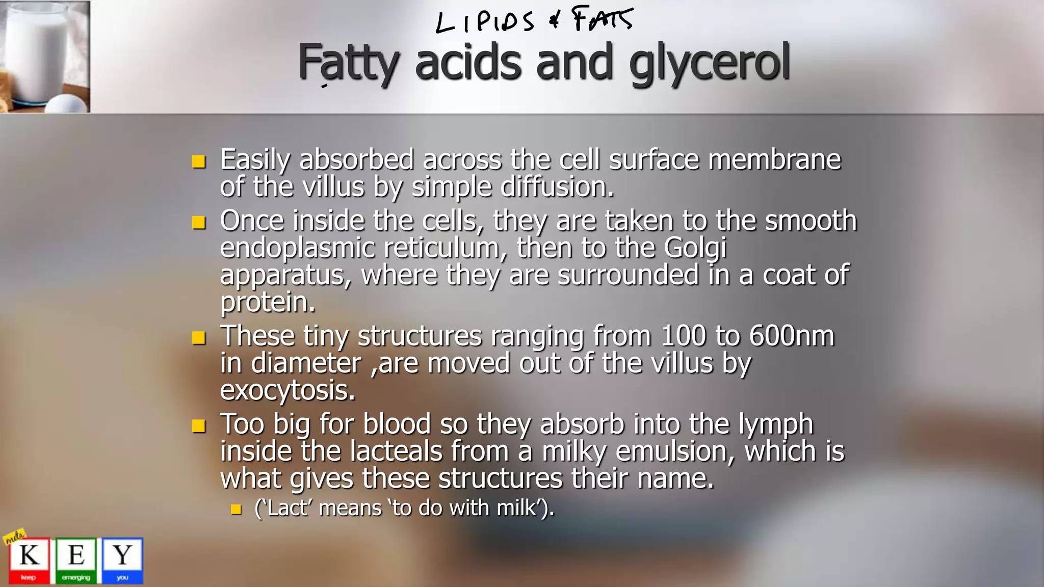 Fatty acids and glycerol
 Easily absorbed across the cell surface membrane
of the villus by simple diffusion.
 Once inside the cells, they are taken to the smooth
endoplasmic reticulum, then to the Golgi
apparatus, where they are surrounded in a coat of
protein.
 These tiny structures ranging from 100 to 600nm
in diameter ,are moved out of the villus by
exocytosis.
 Too big for blood so they absorb into the lymph
inside the lacteals from a milky emulsion, which is
what gives these structures their name.
 (‘Lact’ means ‘to do with milk’).
 