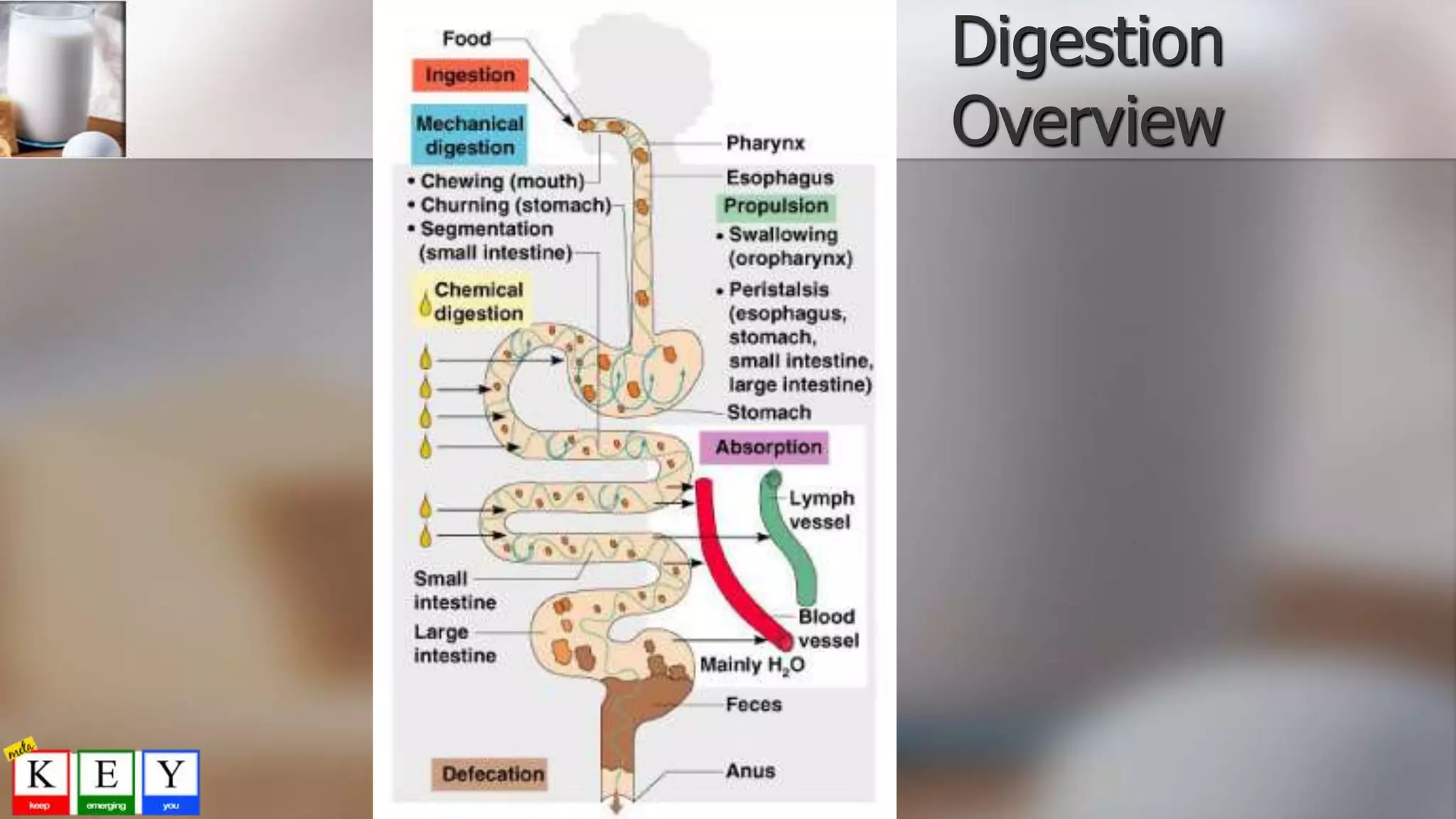 Digestion
Overview
 