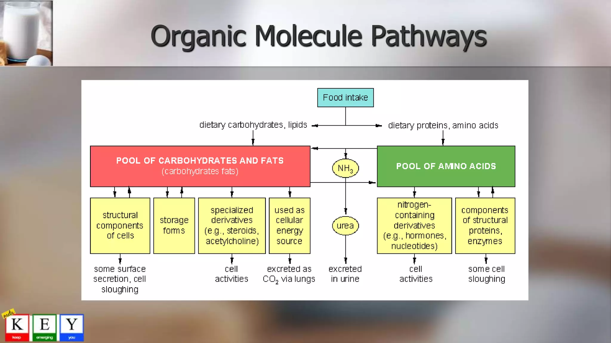 Organic Molecule Pathways
 