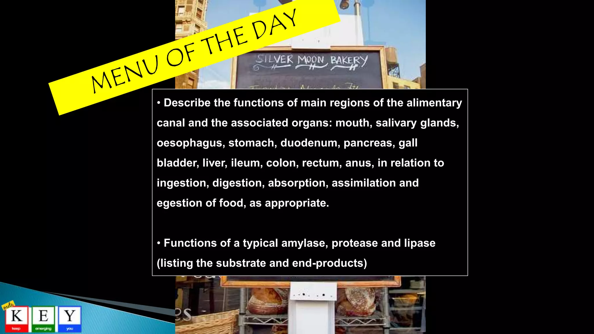 • Describe the functions of main regions of the alimentary
canal and the associated organs: mouth, salivary glands,
oesophagus, stomach, duodenum, pancreas, gall
bladder, liver, ileum, colon, rectum, anus, in relation to
ingestion, digestion, absorption, assimilation and
egestion of food, as appropriate.
• Functions of a typical amylase, protease and lipase
(listing the substrate and end-products)
 