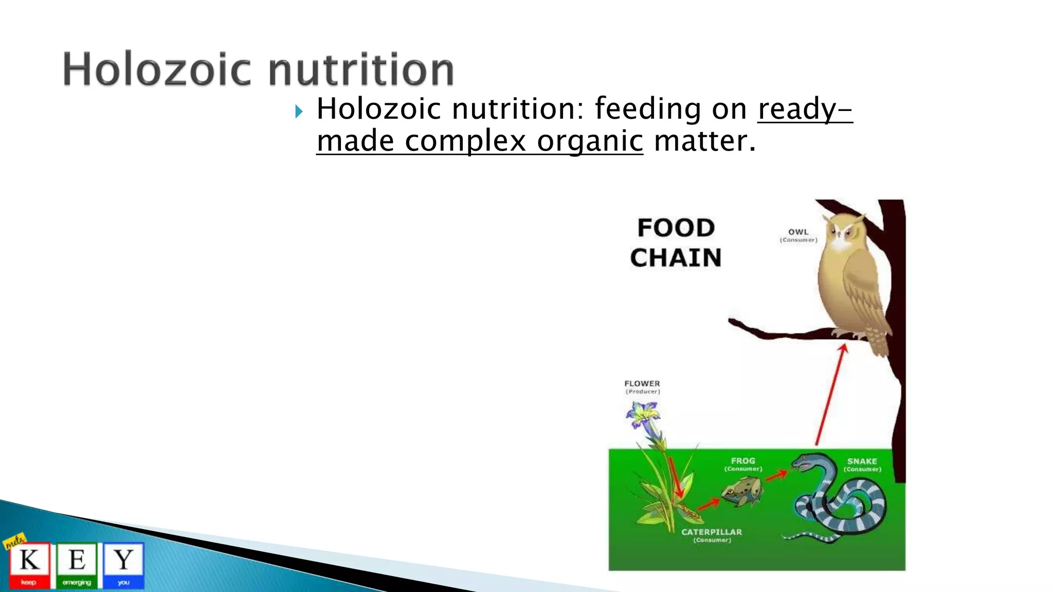  Holozoic nutrition: feeding on ready-
made complex organic matter.
 