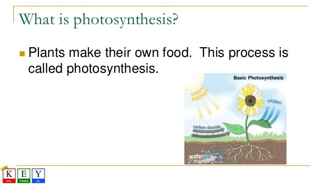 Why Do Plants Need Food If They Make Their Own Why Do Plants Need Food If They Make Their Own
