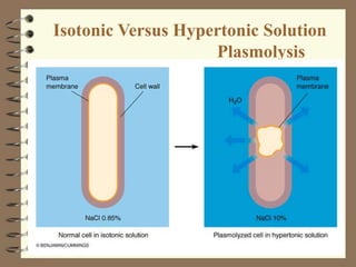 Isotonic Versus Hypertonic Solution
Plasmolysis
 