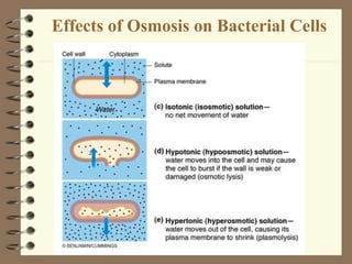 Effects of Osmosis on Bacterial Cells
 