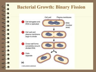 Bacterial Growth: Binary Fission
 