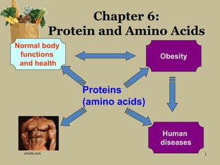 1
Proteins
(amino acids)
Normal body
functions
and health
Obesity
Human
diseases
Chapter 6:
Protein and Amino Acids
mm2k.com* proteins can come from different sources: red meat, white meat (fish and bairds), legumes
* proteins/AA are the main contributor to building up of muscles and other prots. in the body
 