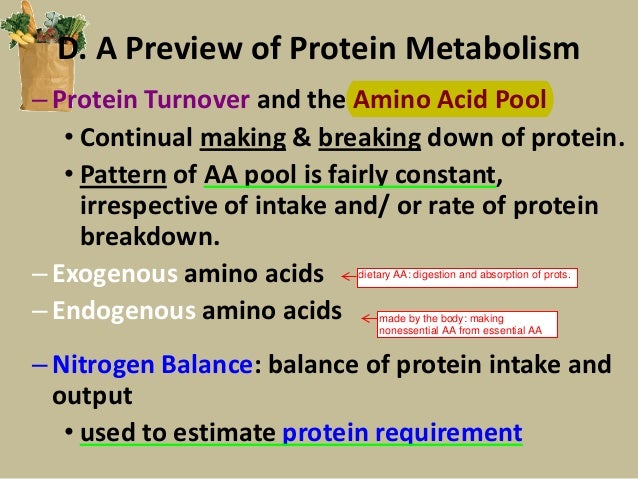What is protein turnover?