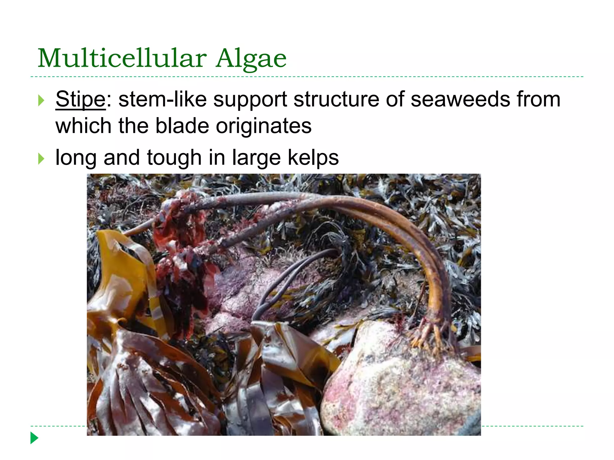 Multicellular Algae
 Stipe: stem-like support structure of seaweeds from
which the blade originates
 long and tough in large kelps
 
