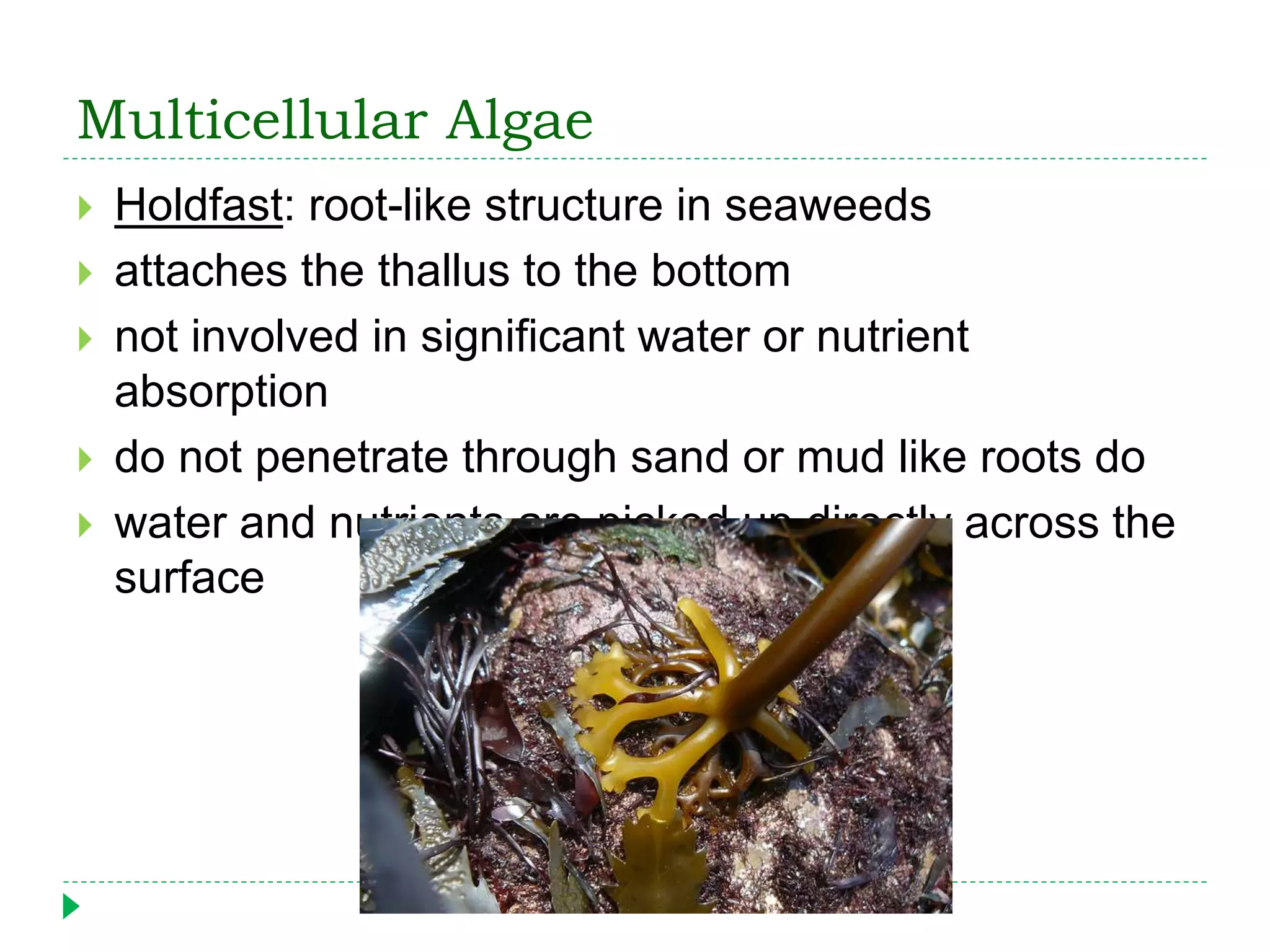 Multicellular Algae
 Holdfast: root-like structure in seaweeds
 attaches the thallus to the bottom
 not involved in significant water or nutrient
absorption
 do not penetrate through sand or mud like roots do
 water and nutrients are picked up directly across the
surface
 