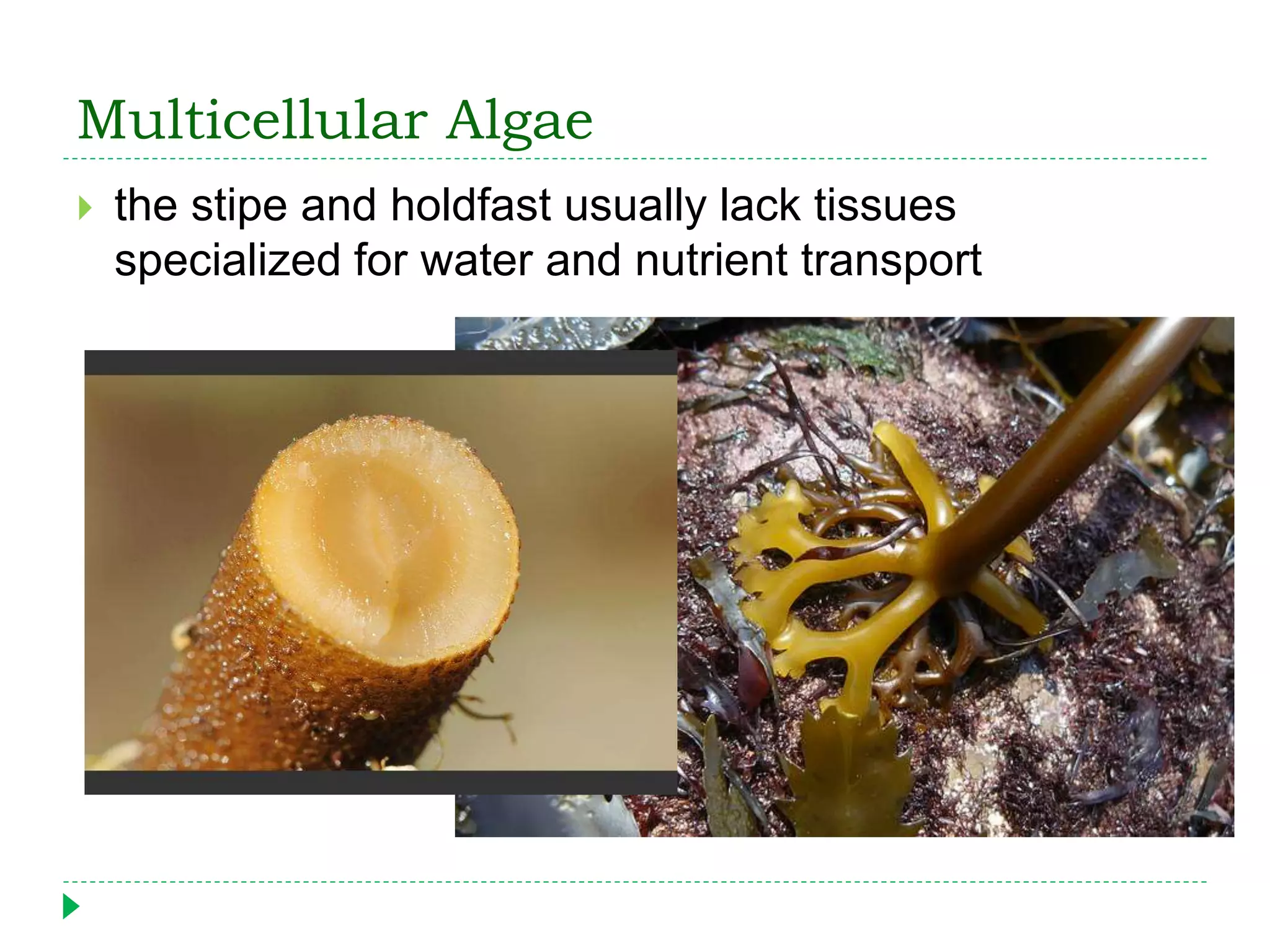 Multicellular Algae
 the stipe and holdfast usually lack tissues
specialized for water and nutrient transport
 