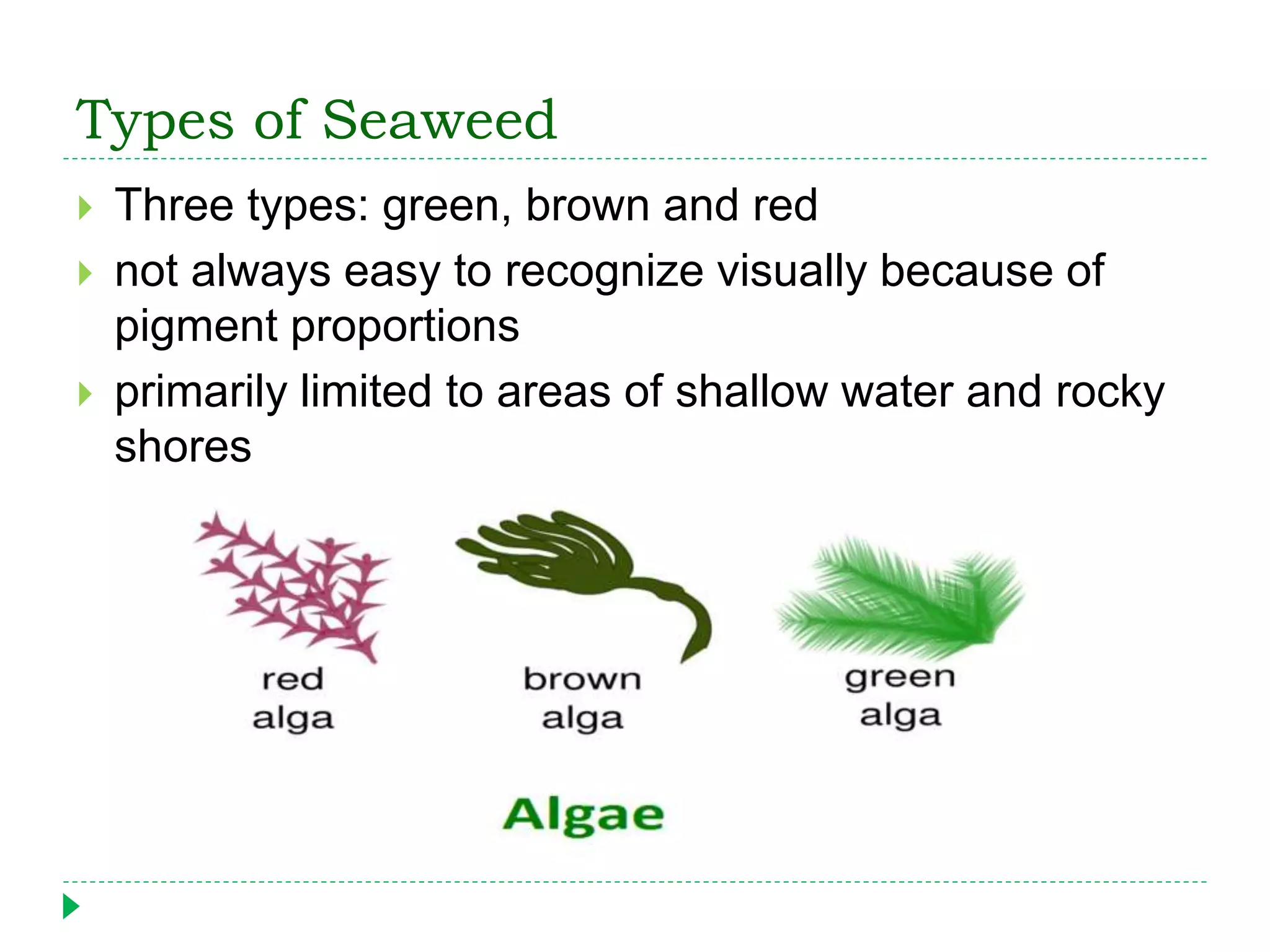 Types of Seaweed
 Three types: green, brown and red
 not always easy to recognize visually because of
pigment proportions
 primarily limited to areas of shallow water and rocky
shores
 
