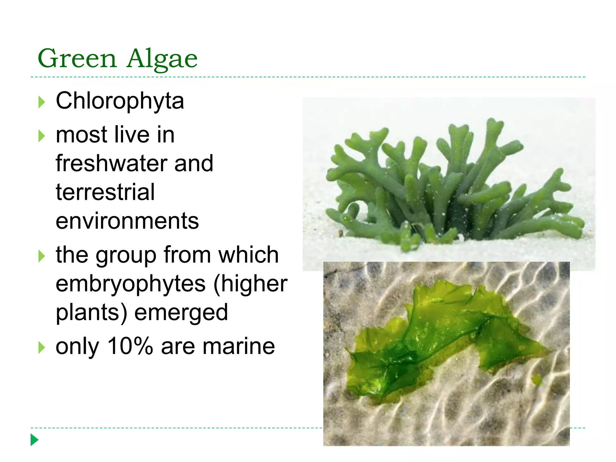 Green Algae
 Chlorophyta
 most live in
freshwater and
terrestrial
environments
 the group from which
embryophytes (higher
plants) emerged
 only 10% are marine
 