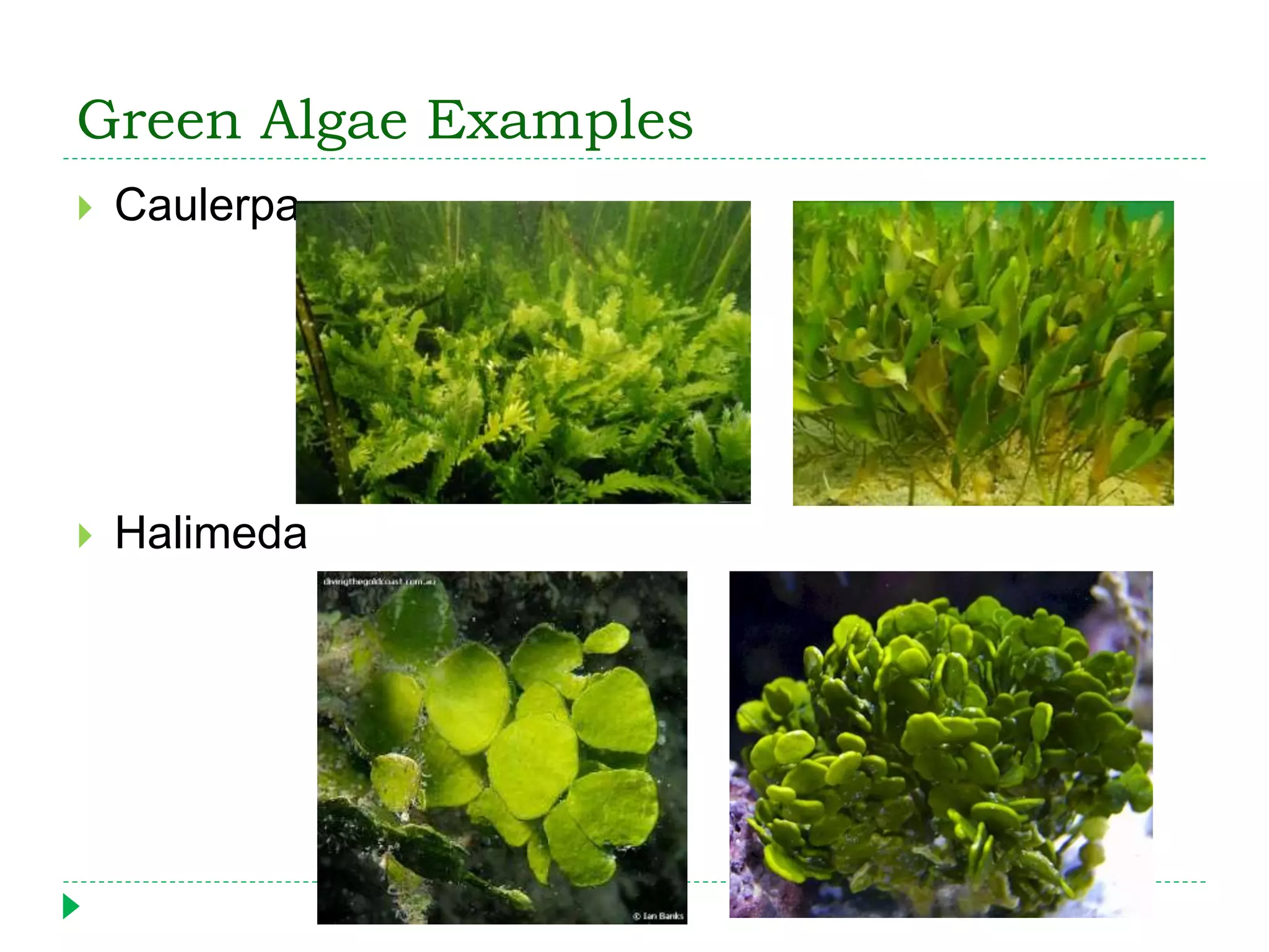 Green Algae Examples
 Caulerpa
 Halimeda
 