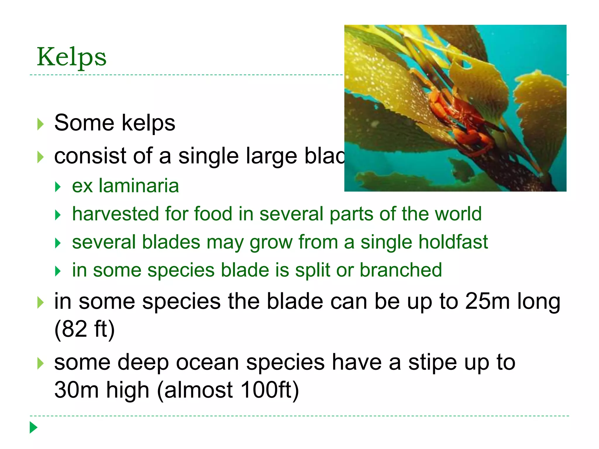 Kelps
 Some kelps
 consist of a single large blade
 ex laminaria
 harvested for food in several parts of the world
 several blades may grow from a single holdfast
 in some species blade is split or branched
 in some species the blade can be up to 25m long
(82 ft)
 some deep ocean species have a stipe up to
30m high (almost 100ft)
 