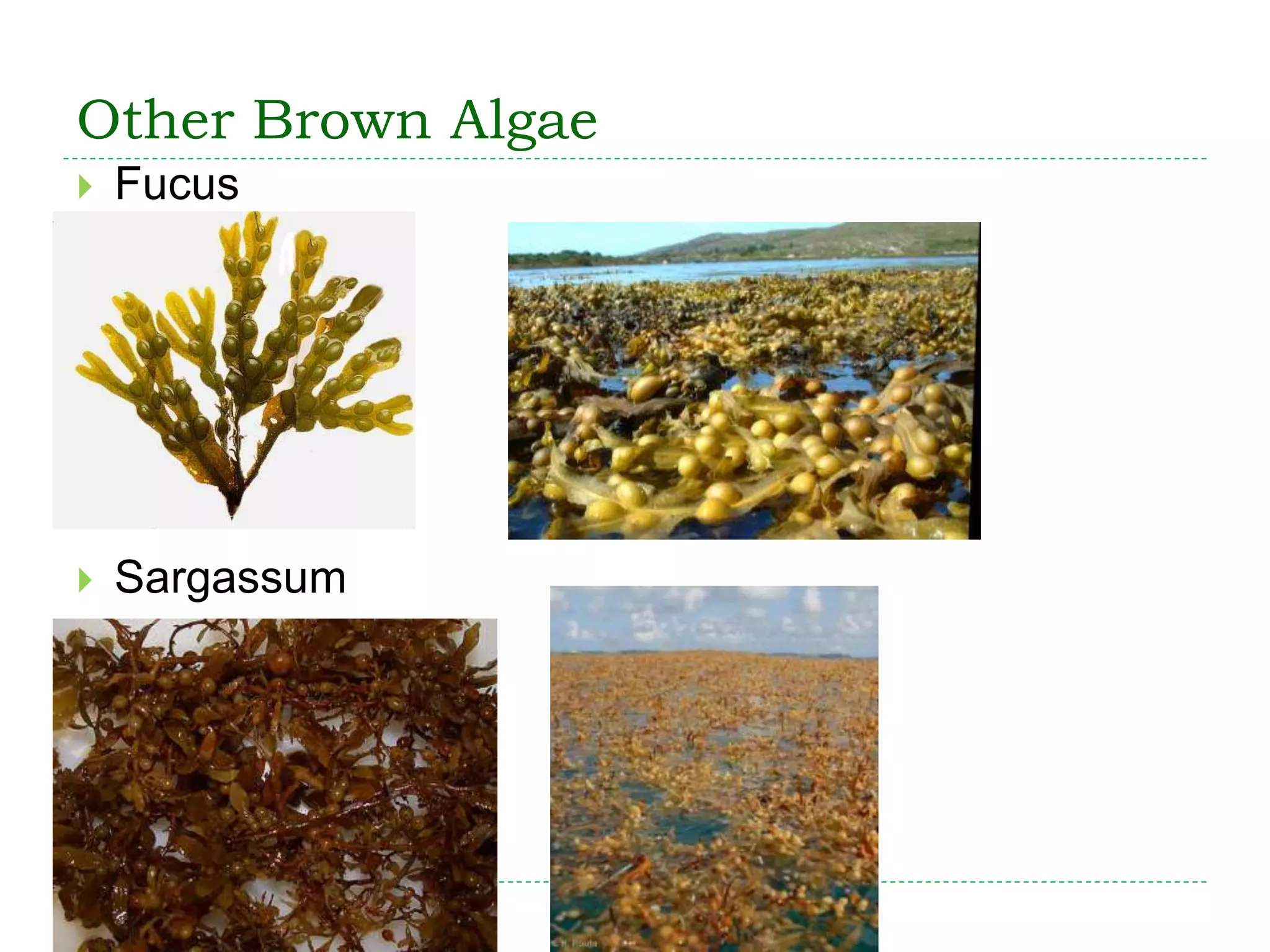 Other Brown Algae
 Fucus
 Sargassum
 