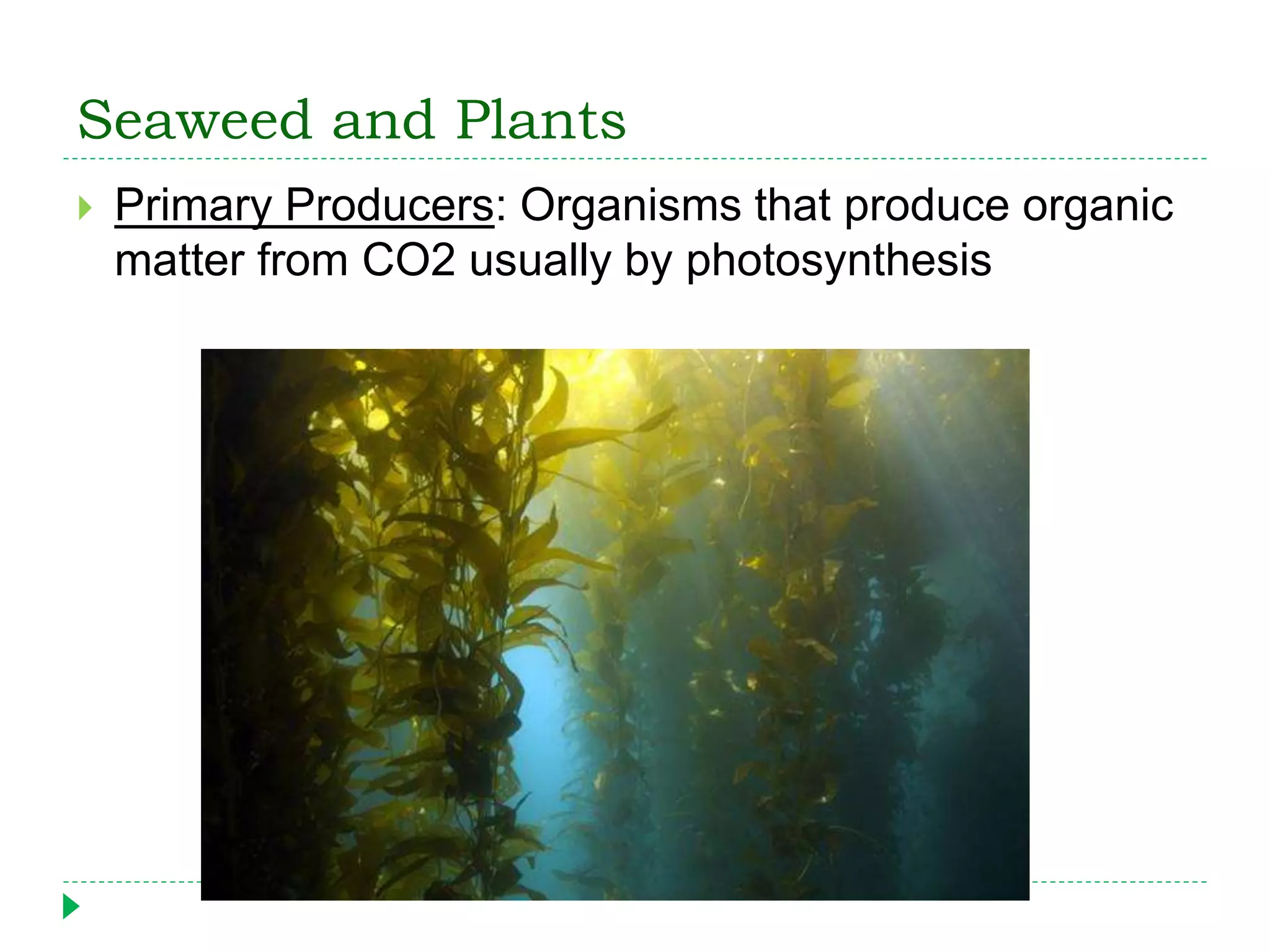 Seaweed and Plants
 Primary Producers: Organisms that produce organic
matter from CO2 usually by photosynthesis
 