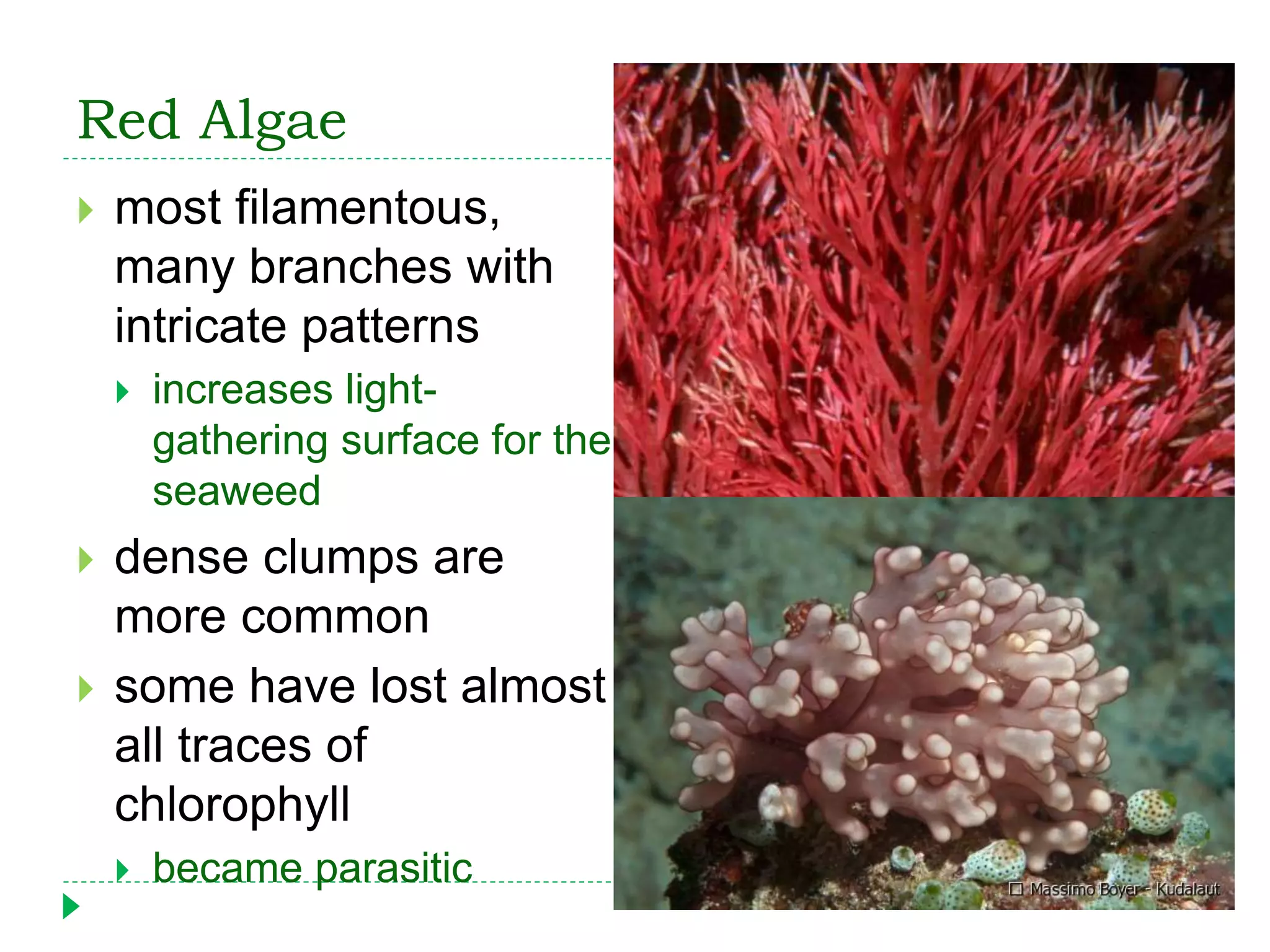Red Algae
 most filamentous,
many branches with
intricate patterns
 increases light-
gathering surface for the
seaweed
 dense clumps are
more common
 some have lost almost
all traces of
chlorophyll
 became parasitic
 