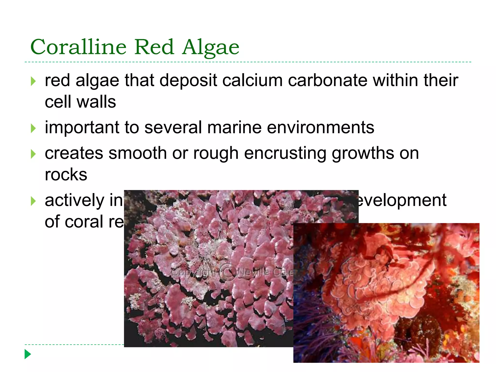 Coralline Red Algae
 red algae that deposit calcium carbonate within their
cell walls
 important to several marine environments
 creates smooth or rough encrusting growths on
rocks
 actively involved in the formation and development
of coral reefs
 