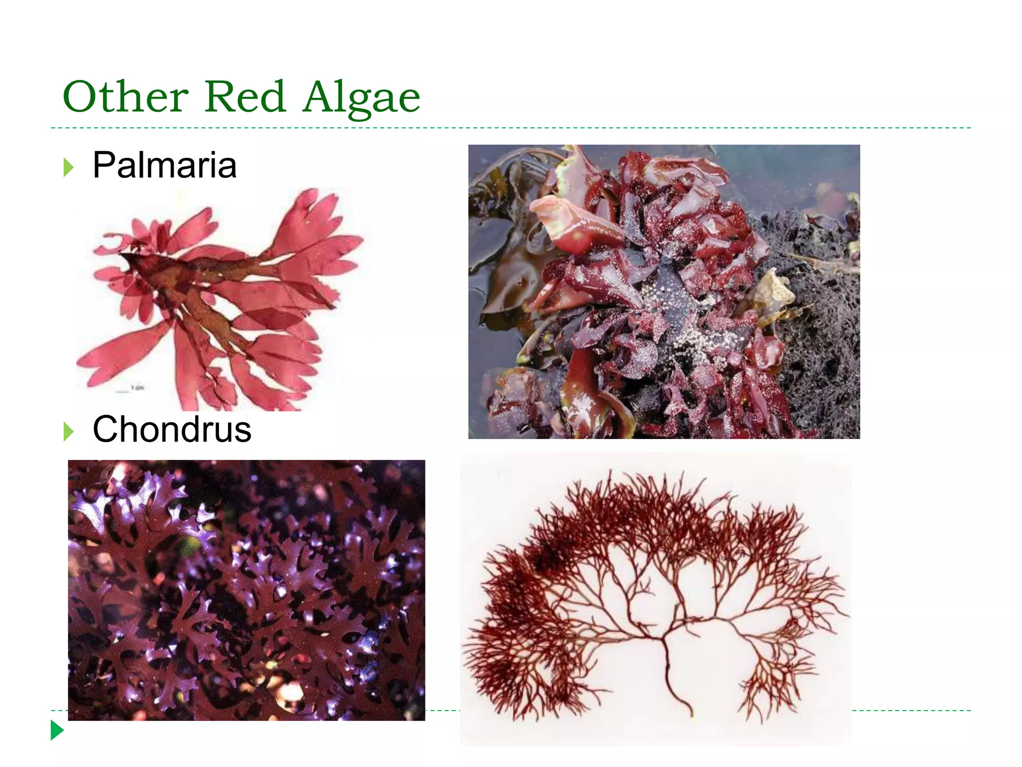 Other Red Algae
 Palmaria
 Chondrus
 
