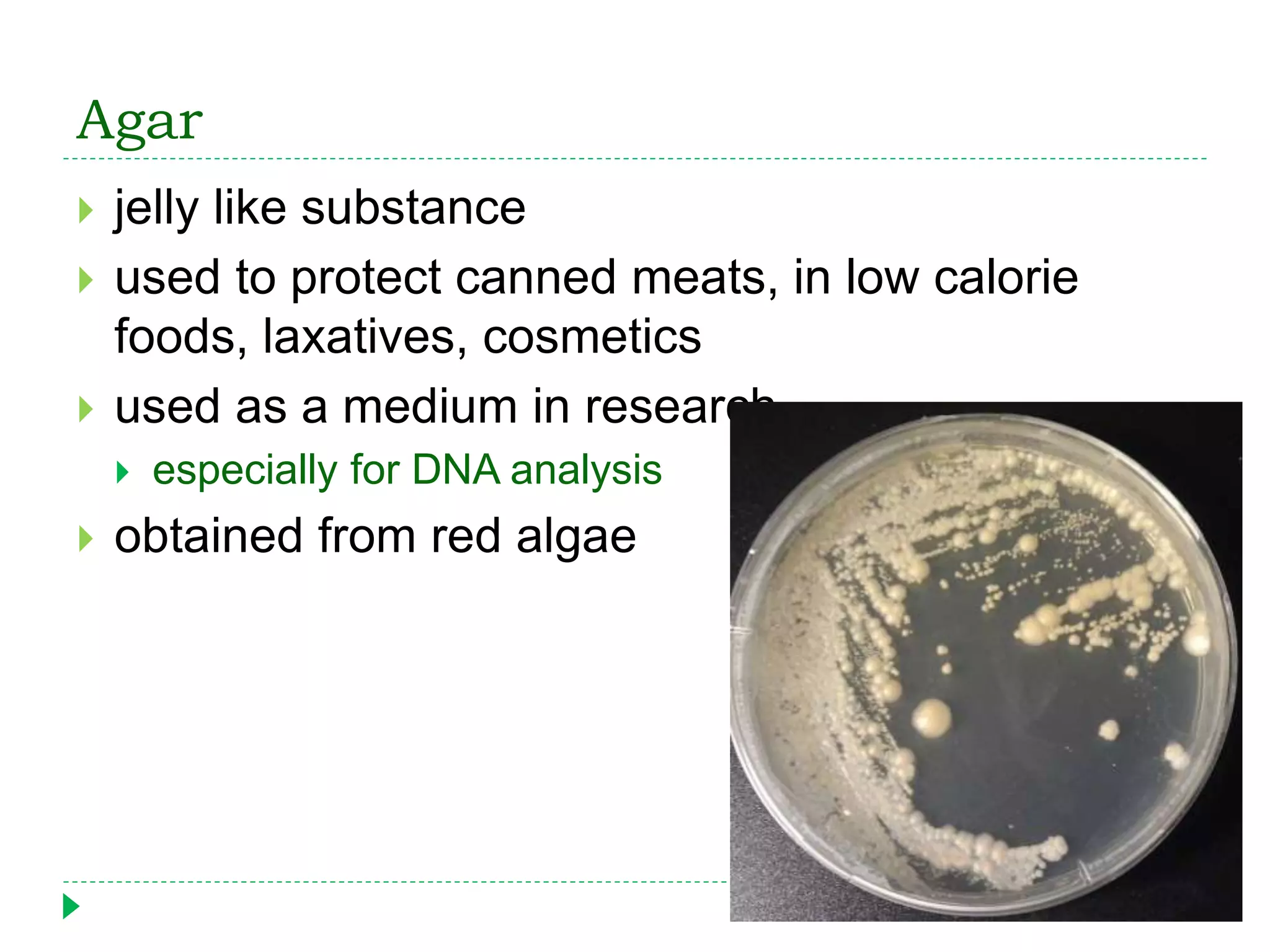 Agar
 jelly like substance
 used to protect canned meats, in low calorie
foods, laxatives, cosmetics
 used as a medium in research
 especially for DNA analysis
 obtained from red algae
 