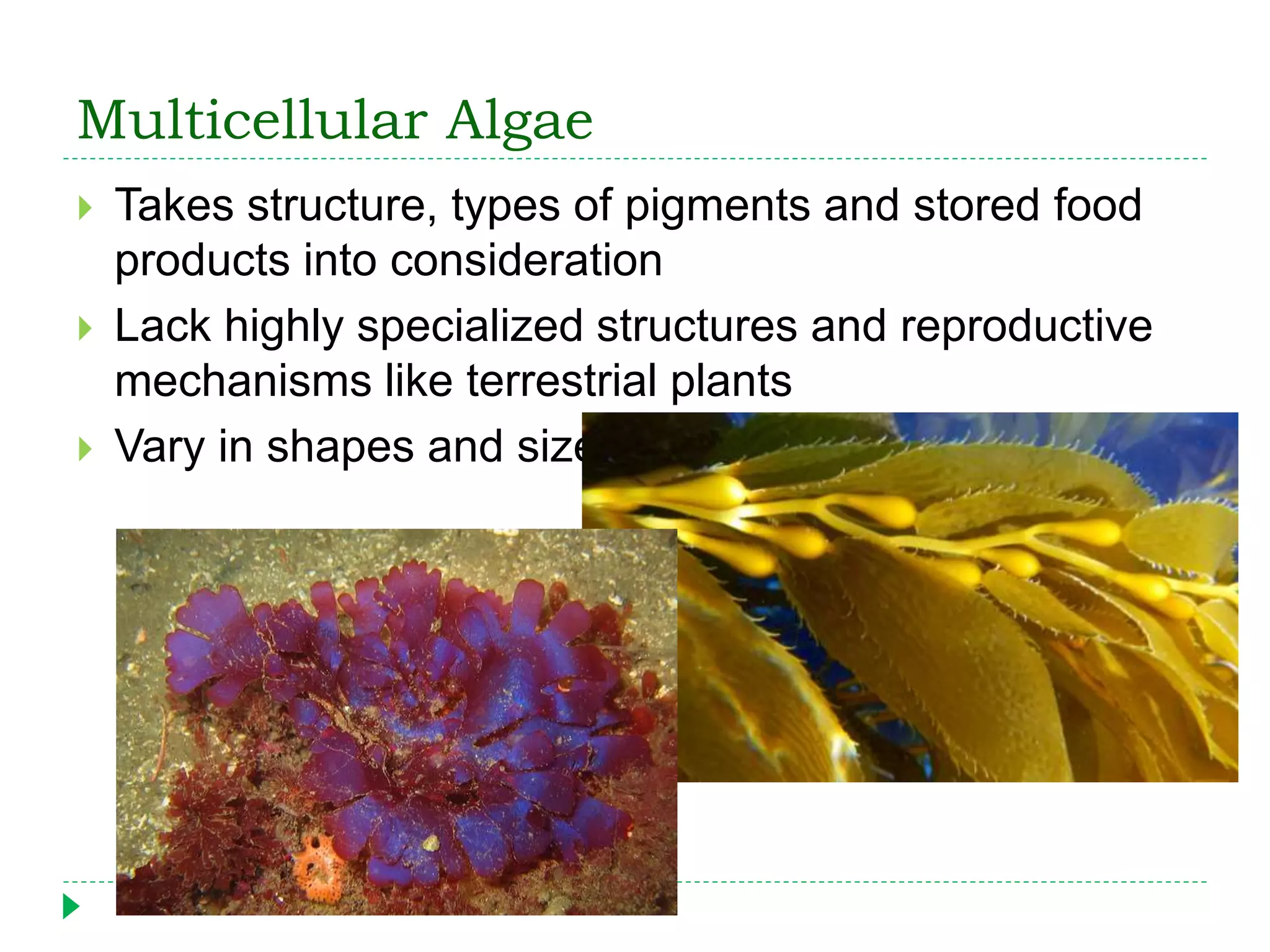 Multicellular Algae
 Takes structure, types of pigments and stored food
products into consideration
 Lack highly specialized structures and reproductive
mechanisms like terrestrial plants
 Vary in shapes and sizes
 