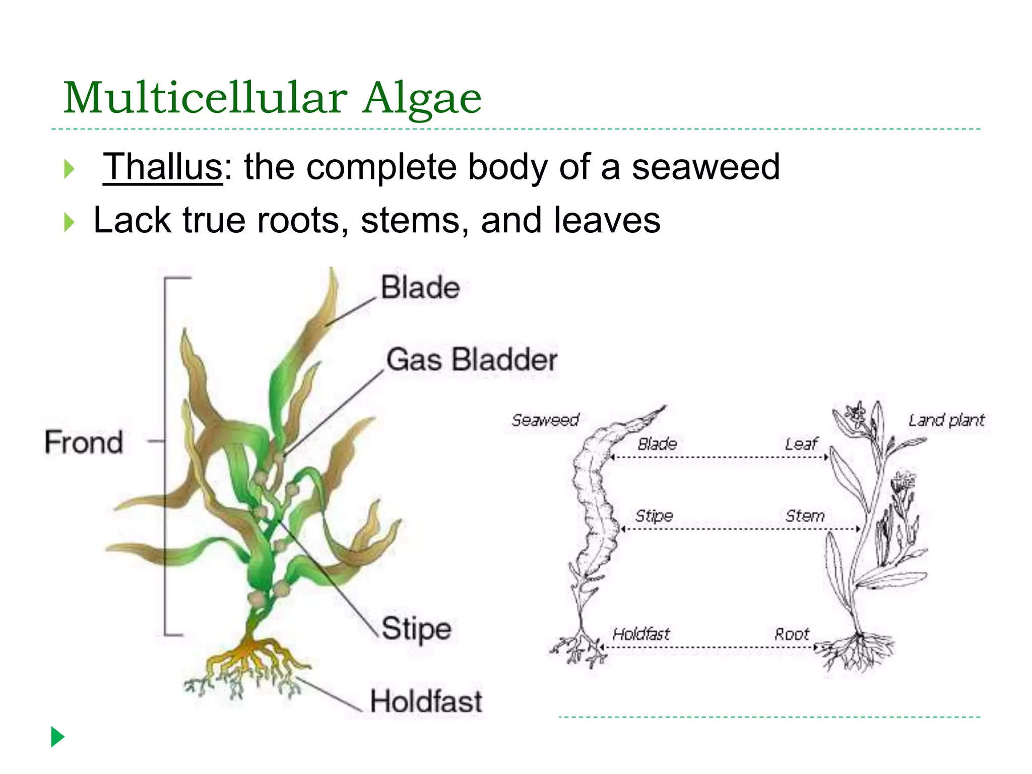 Multicellular Algae
 Thallus: the complete body of a seaweed
 Lack true roots, stems, and leaves
 