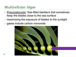 Multicellular Algae
 Pneumatocysts: Gas-filled bladders that sometimes
keep the blades close to the sea surface
 maximizing the exposure of blades to the sunlight
 gases include carbon monoxide
 