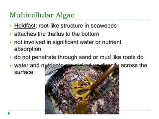 Multicellular Algae
 Holdfast: root-like structure in seaweeds
 attaches the thallus to the bottom
 not involved in significant water or nutrient
absorption
 do not penetrate through sand or mud like roots do
 water and nutrients are picked up directly across the
surface
 