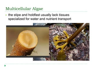 Multicellular Algae
 the stipe and holdfast usually lack tissues
specialized for water and nutrient transport
 