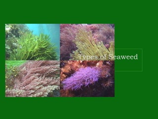 Types of Seaweed
 