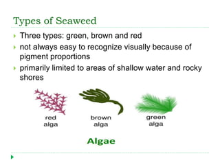 Types of Seaweed
 Three types: green, brown and red
 not always easy to recognize visually because of
pigment proportions
 primarily limited to areas of shallow water and rocky
shores
 
