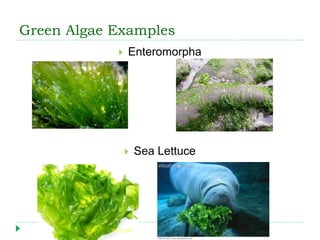 Green Algae Examples
 Enteromorpha
 Sea Lettuce
 