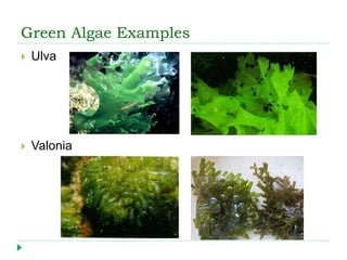 Green Algae Examples
 Ulva
 Valonia
 