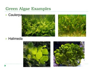 Green Algae Examples
 Caulerpa
 Halimeda
 