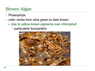 Brown Algae
 Phaeophyta
 color varies from olive green to dark brown
 due to yellow-brown pigments over chlorophyll
 particularly fucoxanthin
 