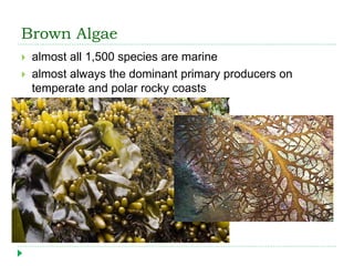 Brown Algae
 almost all 1,500 species are marine
 almost always the dominant primary producers on
temperate and polar rocky coasts
 