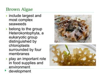 Brown Algae
 include largest and
most complex
seaweeds
 belong to the group
Heterokontophyta, a
eukaryotic group
distinguished by
chloroplasts
surrounded by four
membranes
 play an important role
in food supplies and
environment
development
 