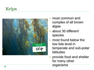 Kelps
 most common and
complex of all brown
algae
 about 30 different
species
 most found below the
low tide level in
temperate and sub-polar
latitudes
 provide food and shelter
for many other
organisms
 