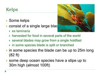 Kelps
 Some kelps
 consist of a single large blade
 ex laminaria
 harvested for food in several parts of the world
 several blades may grow from a single holdfast
 in some species blade is split or branched
 in some species the blade can be up to 25m long
(82 ft)
 some deep ocean species have a stipe up to
30m high (almost 100ft)
 