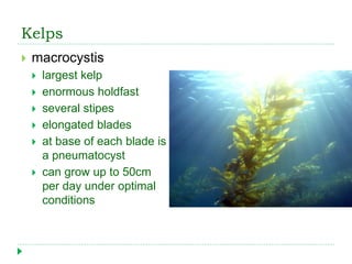Kelps
 macrocystis
 largest kelp
 enormous holdfast
 several stipes
 elongated blades
 at base of each blade is
a pneumatocyst
 can grow up to 50cm
per day under optimal
conditions
 