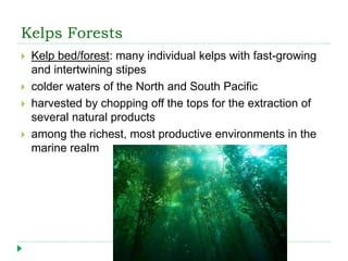 Kelps Forests
 Kelp bed/forest: many individual kelps with fast-growing
and intertwining stipes
 colder waters of the North and South Pacific
 harvested by chopping off the tops for the extraction of
several natural products
 among the richest, most productive environments in the
marine realm
 