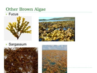 Other Brown Algae
 Fucus
 Sargassum
 