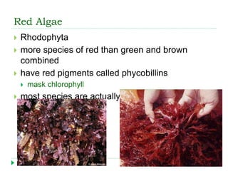 Red Algae
 Rhodophyta
 more species of red than green and brown
combined
 have red pigments called phycobillins
 mask chlorophyll
 most species are actually red
 